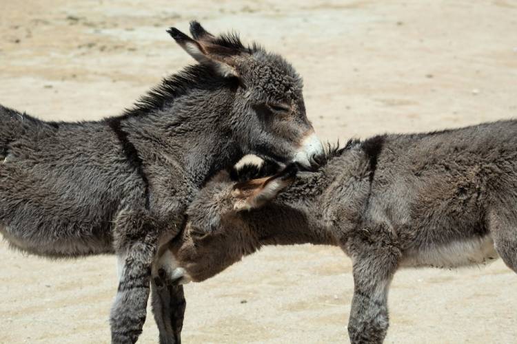 burros in oatman. az