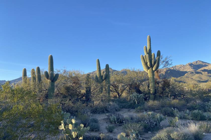 cacti in the desert